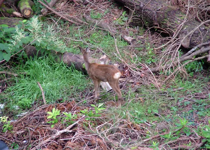 Glencree Bed & Breakfast Windermere